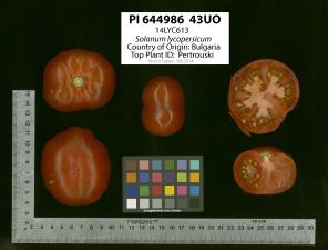 Click for 1 image(s) for this accession. Image